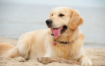 Dog friendly holidays in Valais