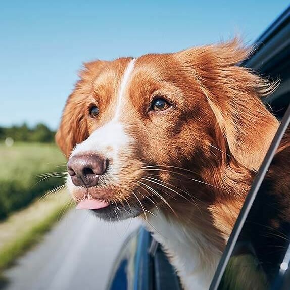 Dog friendly holidays in the Cyclades